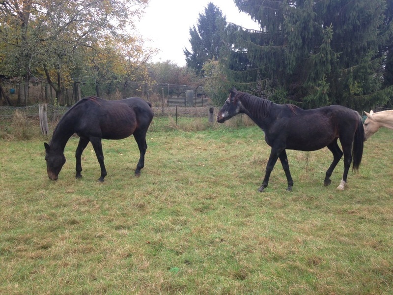 cheval - Gamin Cheval O.N.C adopté  par Matcheck - Page 5 14787411