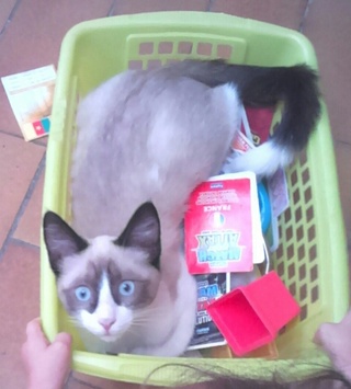 Chaton siamois/sacré de Birmanie, 4 mois, Var Krysta10