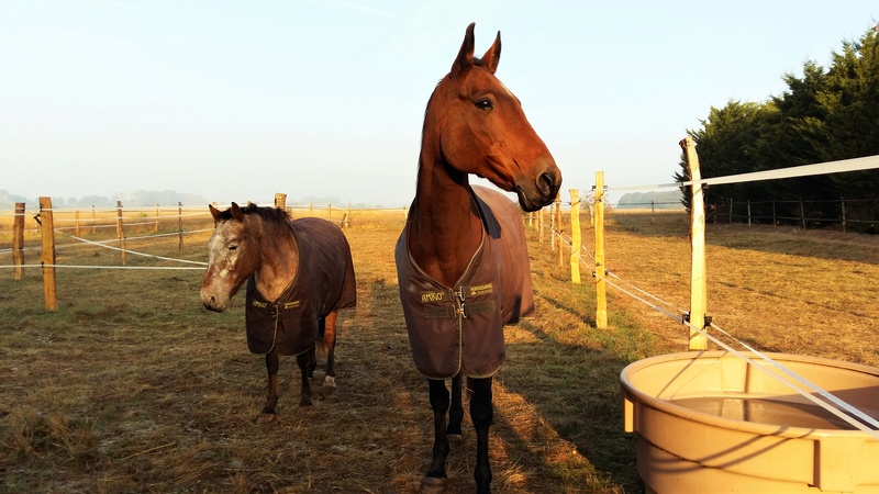 INDIANA - OI type poney née en 1994 - adoptée en juillet 2016 par Adeline 20161010