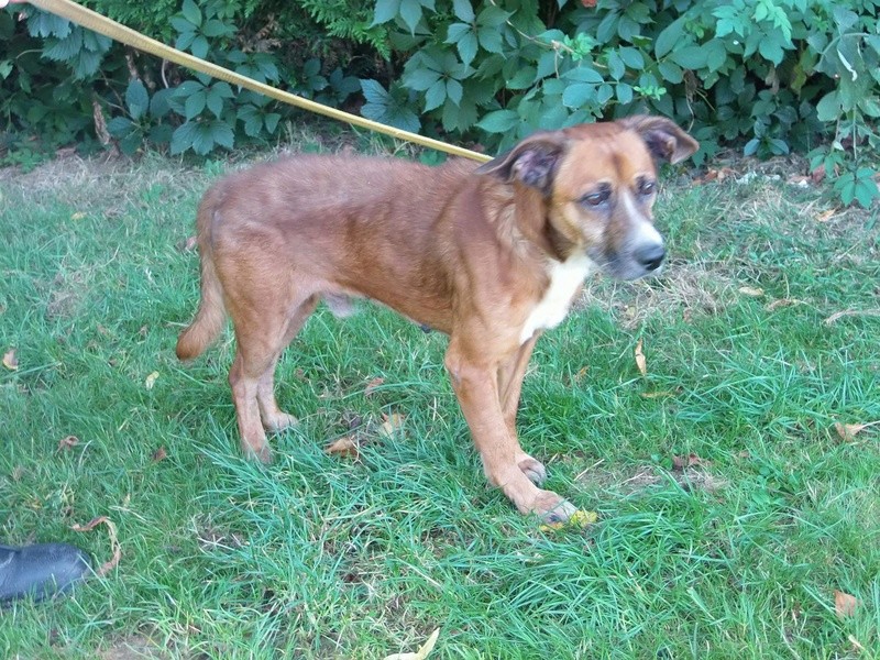 Dany ratier charbonné male 4 ans de Béthune -  Refuge de Jouvence à Messigny (21) 14233413