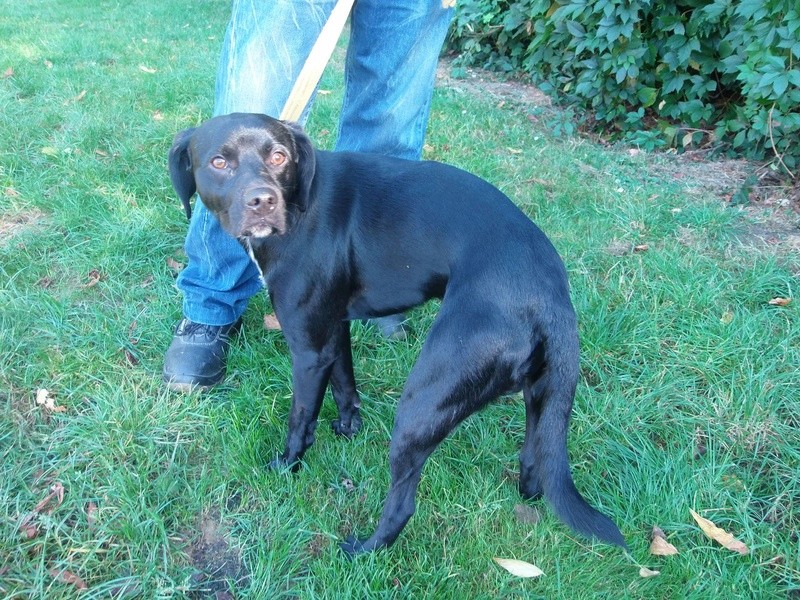 REXx,  x labrador noir a bavette blanche male 1 an de Béthune -  Refuge de Jouvence à Messigny (21)  14274512