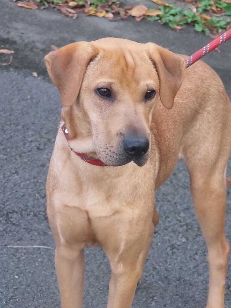 Citrus x berger labrador fauve male 8 mois de Béthune - Refuge de Jouvence à Messigny (21)   14571810