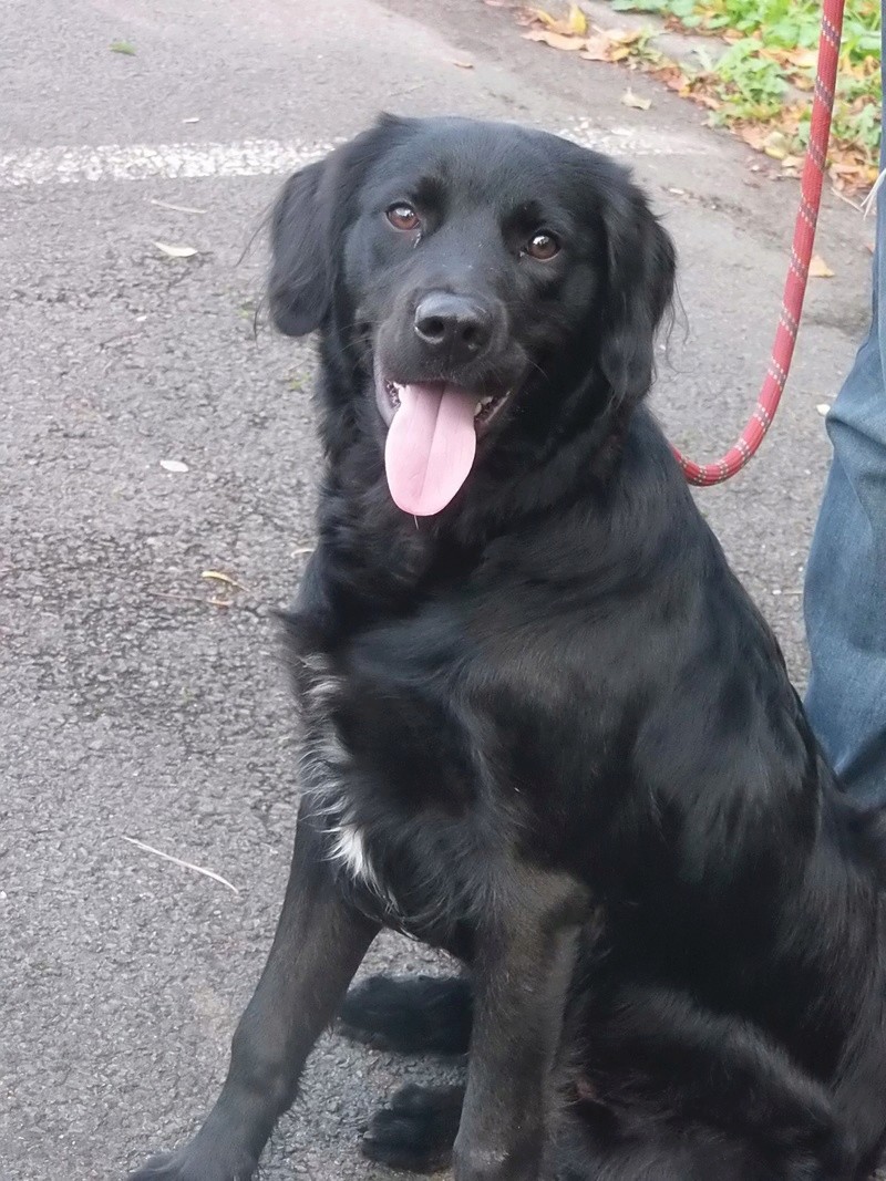 Paddy x labrador noir a poil long (Retriever à poil  plat ?) male 2 ans de Béthune - Refuge de Jouvence à Messigny (21)  14600510