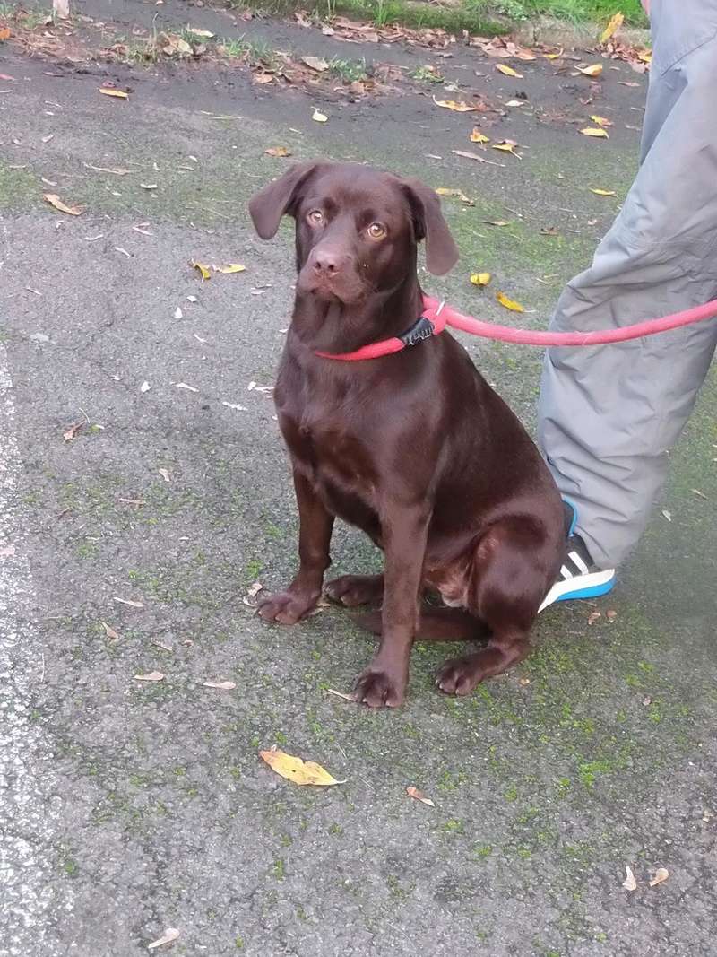 box p2  Calice labrador chocolat femelle 10 mois - refuge de Béthune (62) 14881710