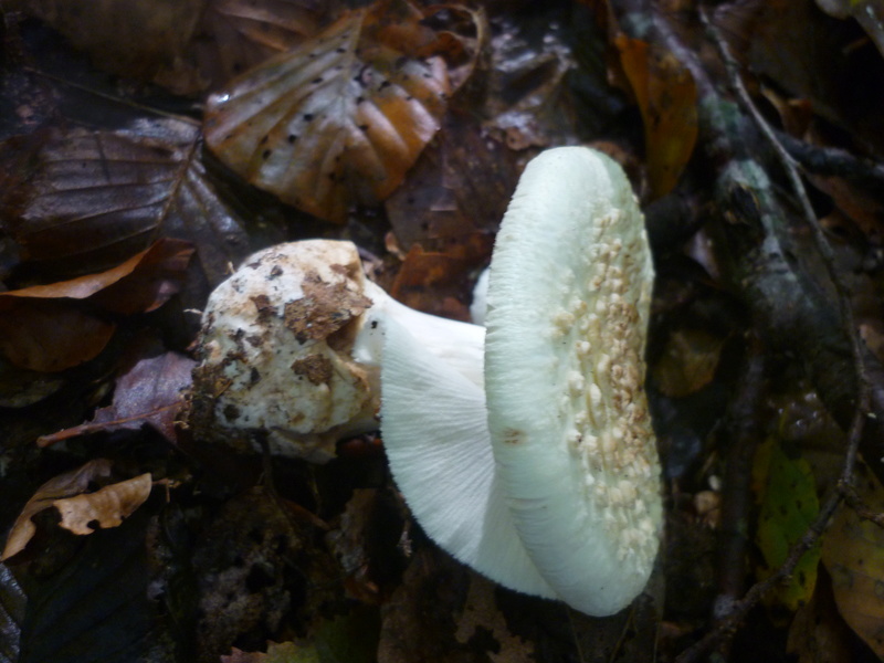 Les champignons comestibles pour débutants au fil des saisons (Belgique) - Page 5 P1050434