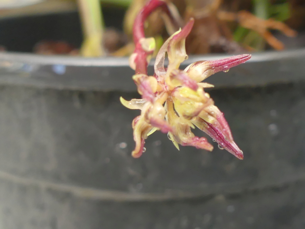 Bulbophyllum auratum B_aura10