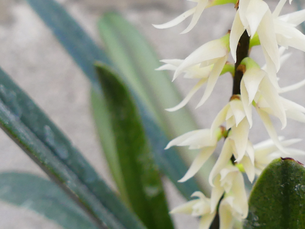 Bulbophyllum  ivorense P1070512