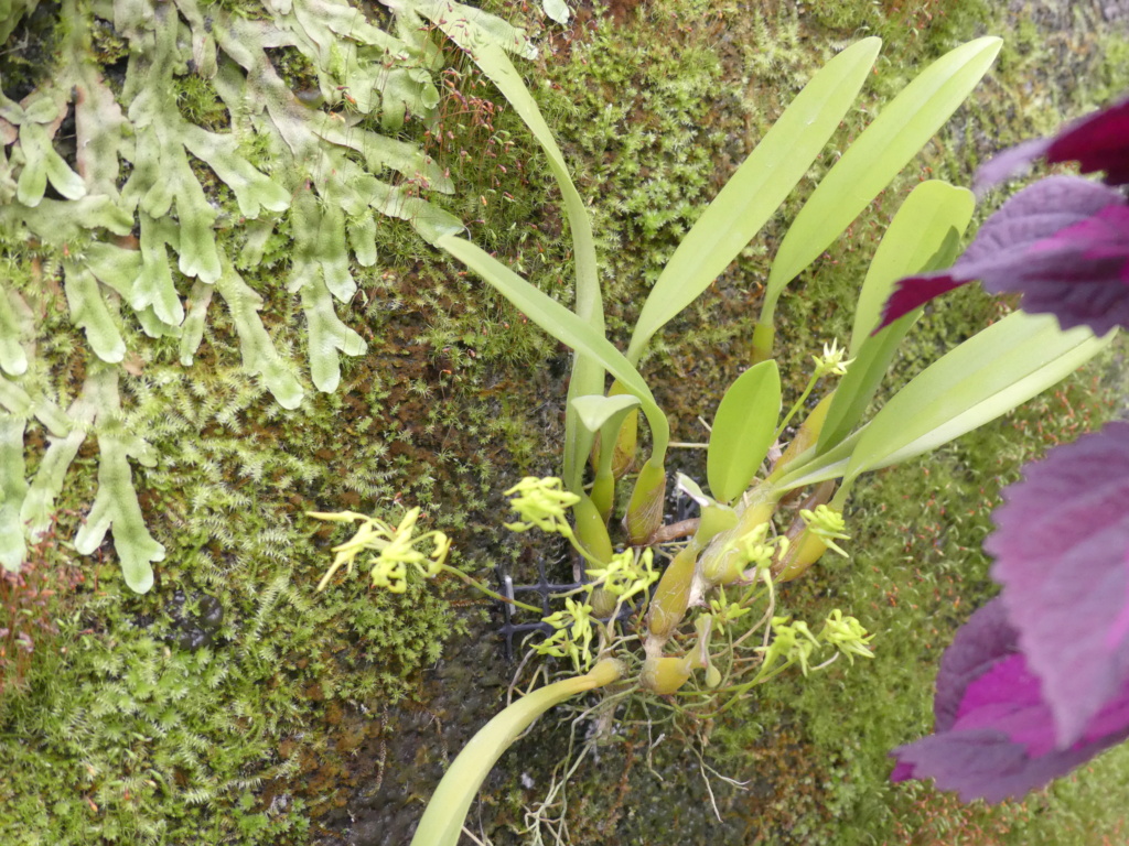 création d'un mur végétal (orchidées) P1080412