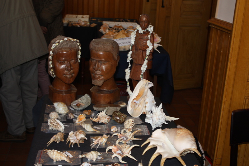 Exposition Coquillages de Madagascar Img_6537