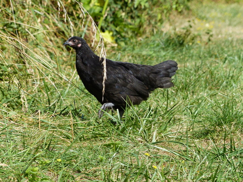 Identification poule noire P1040310