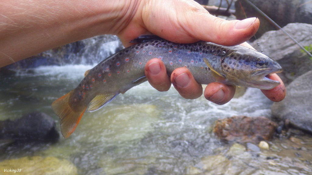 truite - Pêche de la truite das un petit ru du 65,sous un ciel plombé 04_510