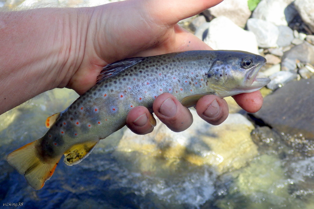 Pêche de la truite das un petit ru du 65,sous un ciel plombé 06_x10