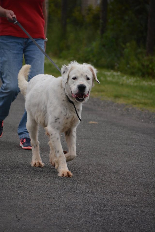  MONZON chien croisé dogue /retriever 6 ans -  Asso Orfee en pension dept 79 Monzon14