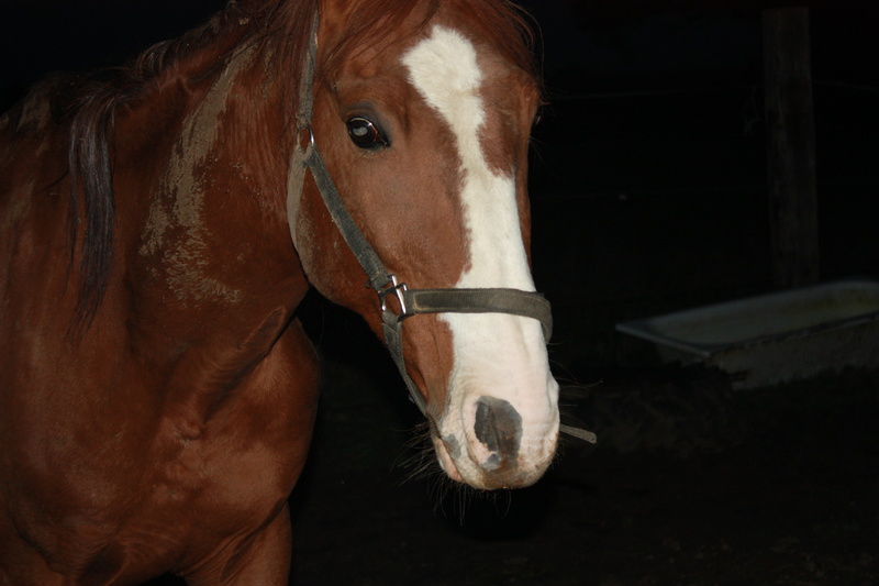 Dpt 03 - Thor Del Chapel, Tf entier de 9 ans - Réservé par Nanou (Natacha)(Avril 2016) - Page 7 Img_8316