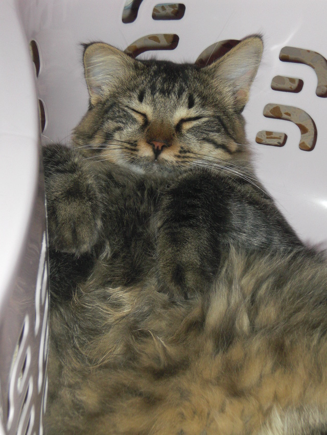 chat qui dort..... - Page 9 Cimg3310