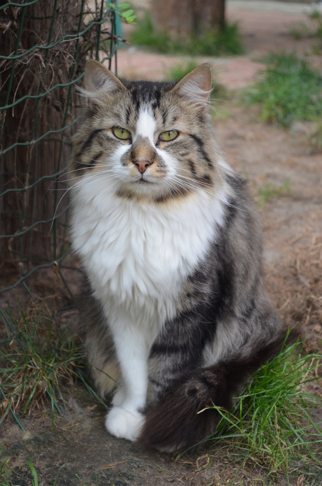 AIME - Tigré et blanc poils longs (2015) Dsc_0222