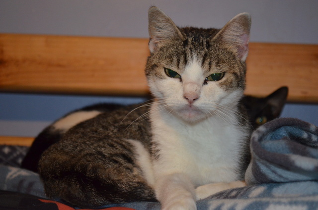 VELINE, adorable minette tigrée et blanche, 01/01/2015 Dsc_0237