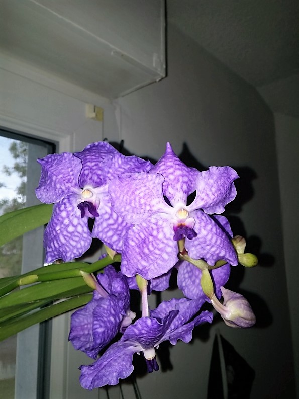 Vanda hybride bleu 20161011