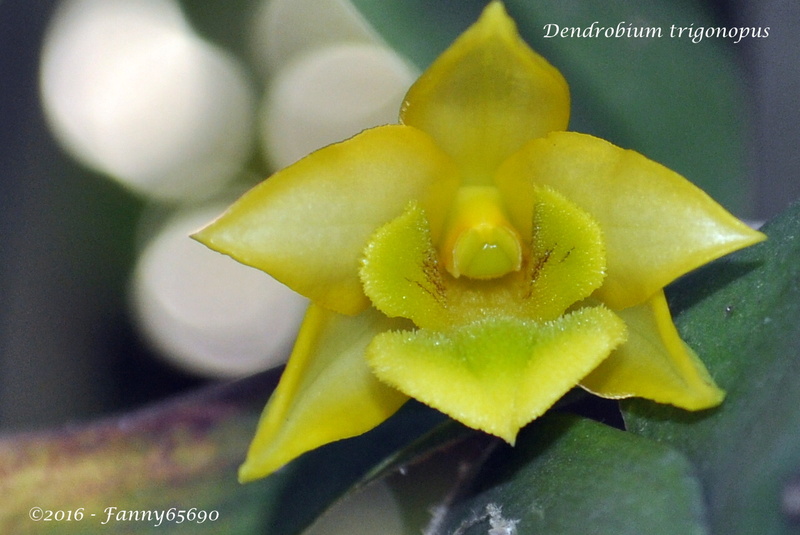 Dendrobium trigonopus Csc_0011