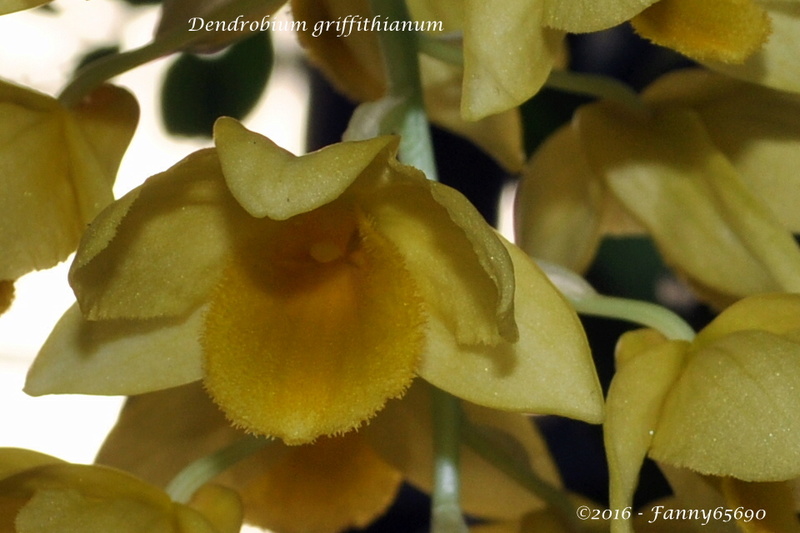 Dendrobium griffithianum Csc_0017
