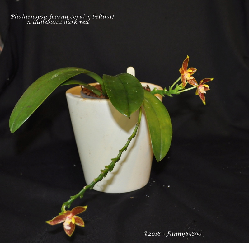 Phalaenopsis (cornu cervi x bellina) x thalebanii dark red Csc_0018