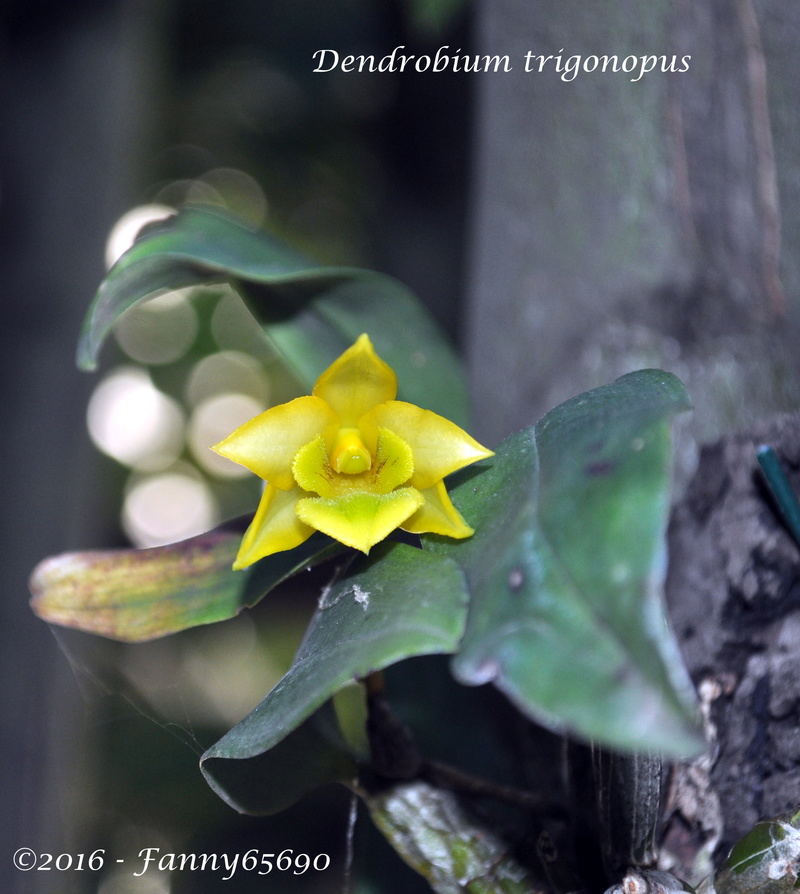 Dendrobium trigonopus Dsc_0015