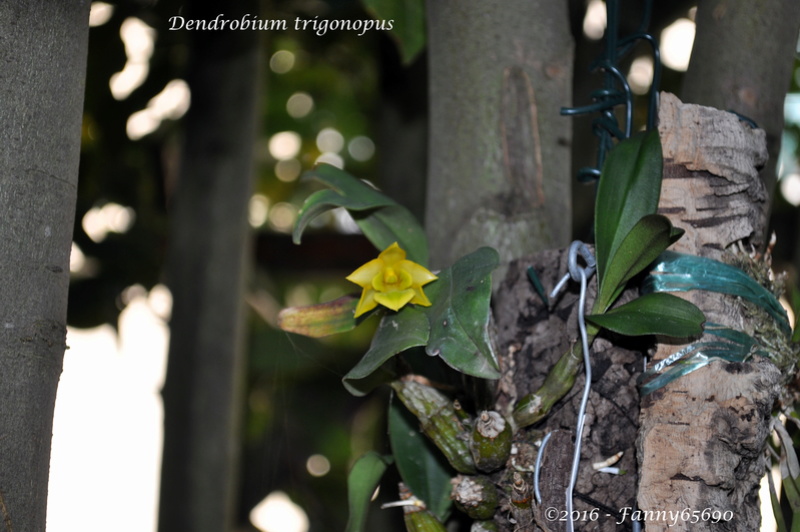 Dendrobium trigonopus Dsc_0016