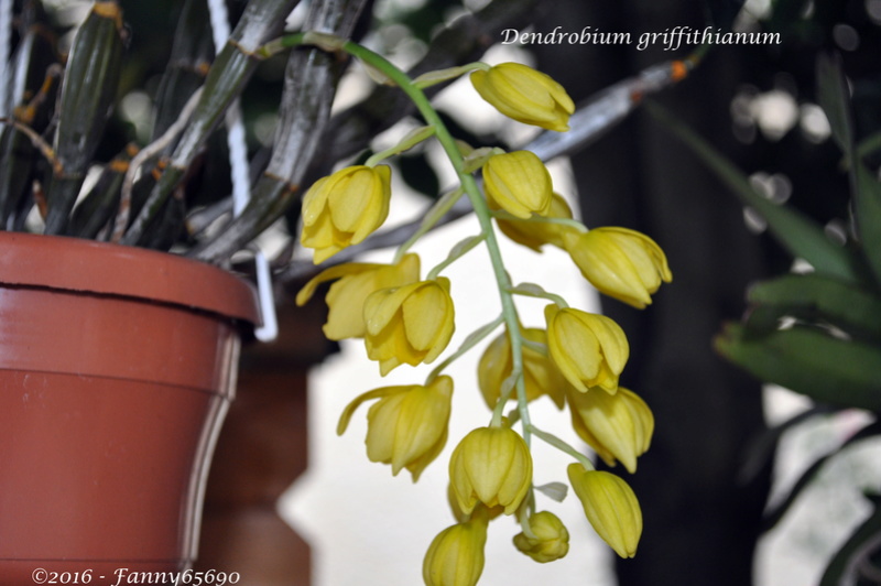 Dendrobium griffithianum Dsc_0037