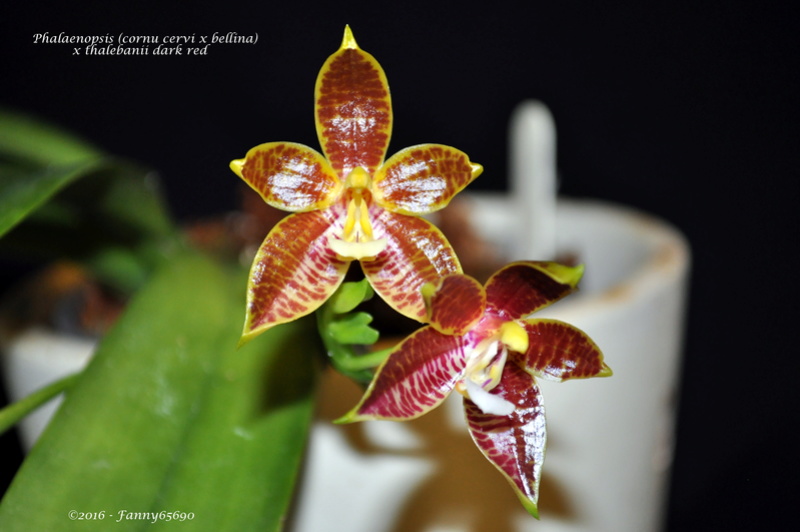 Phalaenopsis (cornu cervi x bellina) x thalebanii dark red Dsc_0046