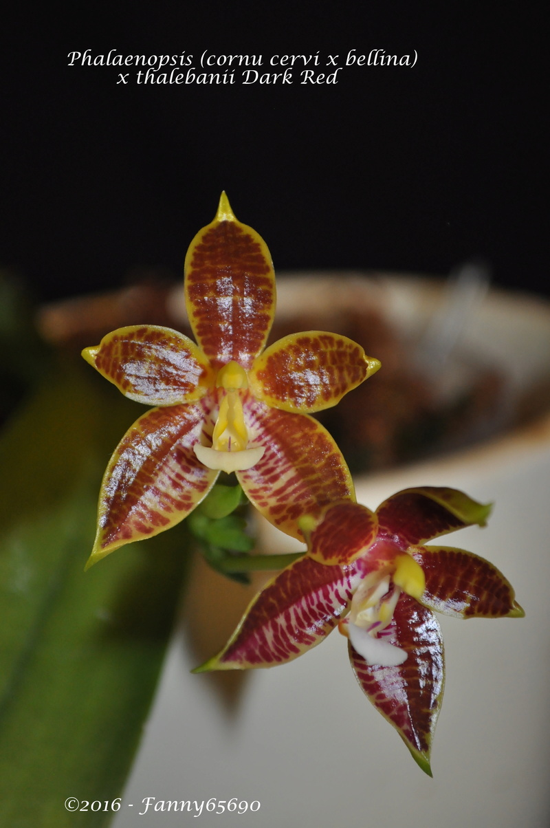 Phalaenopsis (cornu cervi x bellina) x thalebanii dark red Dsc_0047