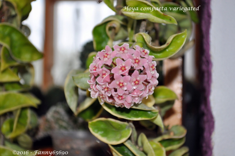 Hoya compacta variegated Dsc_0059