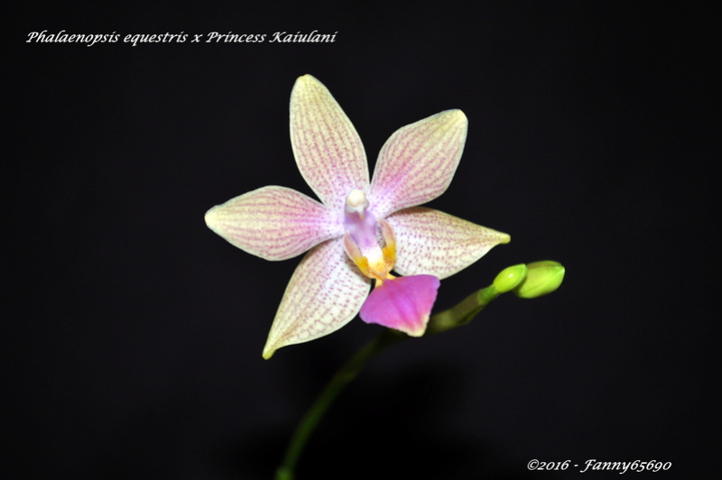 Phalaenopsis equestris x Princess Kaiulani Dsc_0062