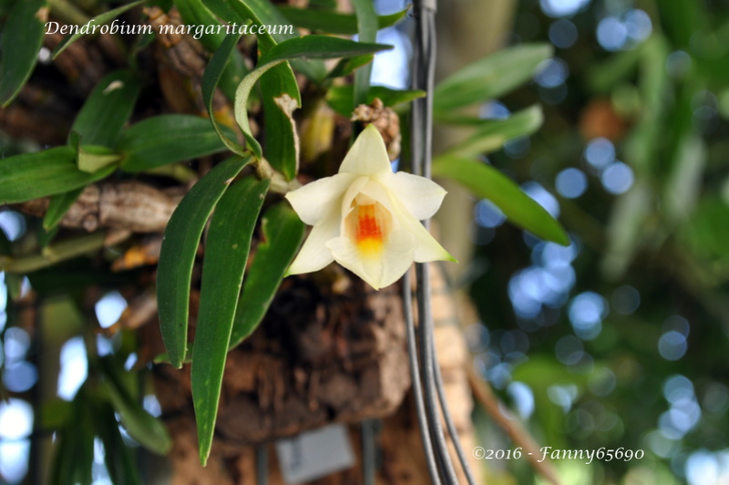 Dendrobium margaritaceum Dsc_0110