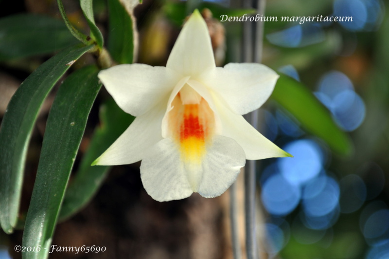 Dendrobium margaritaceum Dsc_0111