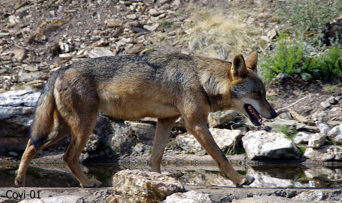 El Lobo                                                    Imgp6514