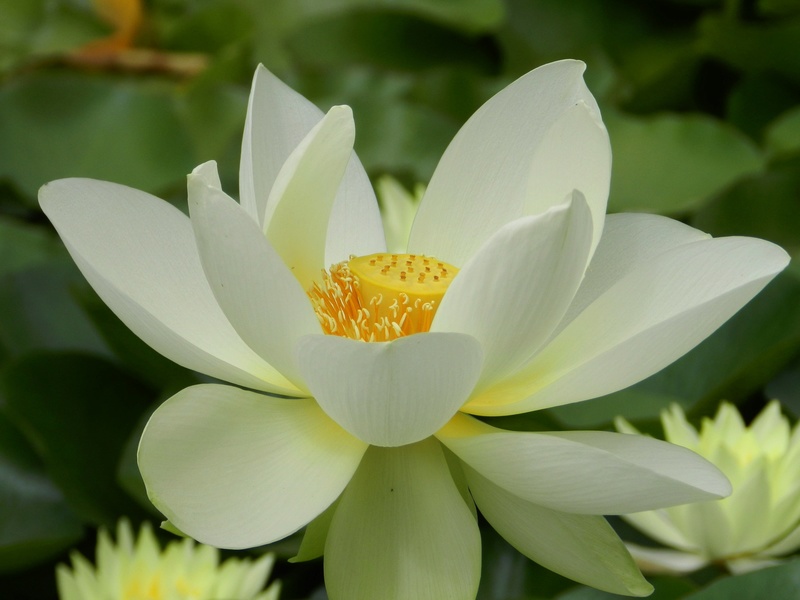Le lotus, la fleur de la sagesse et de l'hatitude zen !!!! Jardin10