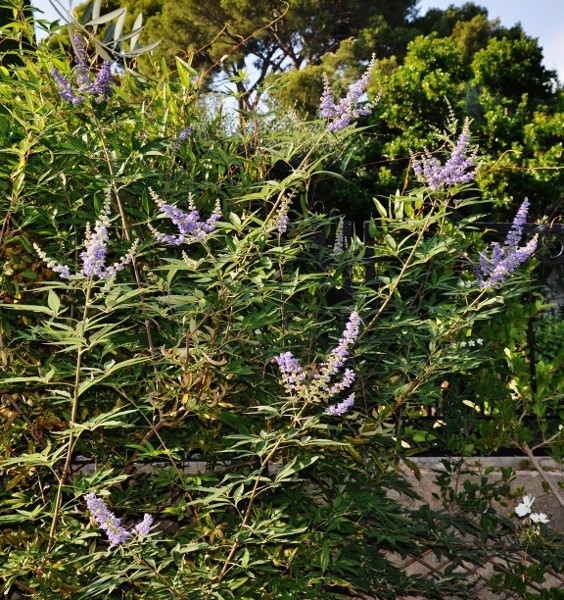 ondées d'octobre, le jardin renaît 010_5610