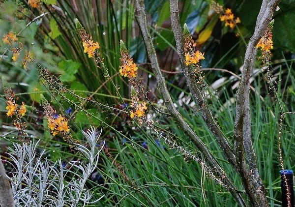 Bulbine frutescens 013_6012