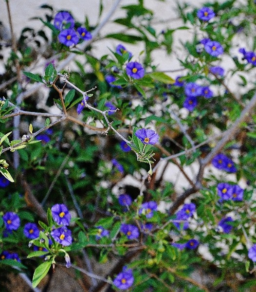 ondées d'octobre, le jardin renaît 057_5210