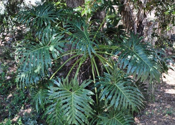 Philodendron bipinnatifidum - selloum - Page 2 Chez_j15