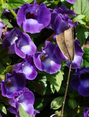 Thunbergia erecta Costa_40