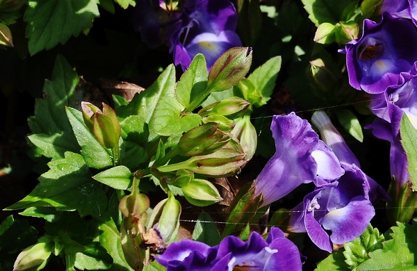 Thunbergia erecta Costa_44