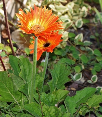 ondées d'octobre, le jardin renaît Florai14