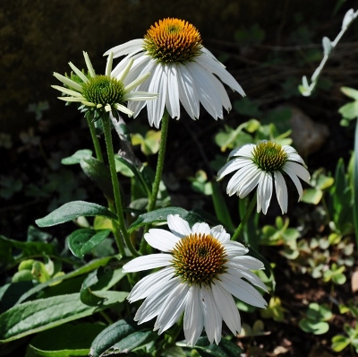 ondées d'octobre, le jardin renaît Florai15