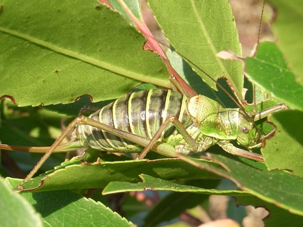 Ephippiger ephippiger - éphippigère Octobr10