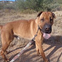 Ibra xsharpei 3 ans (11) Refuge Arpan  14457312