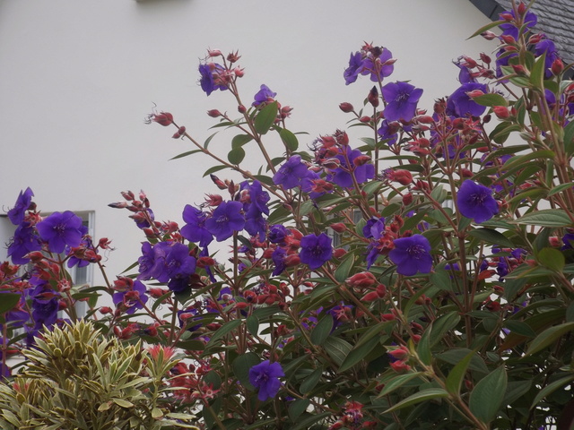 ondées d'octobre, le jardin renaît Dscf4620