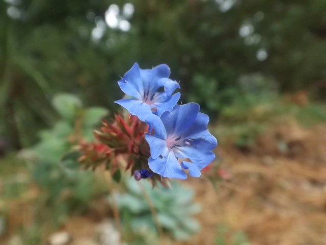 ondées d'octobre, le jardin renaît Dscf4622