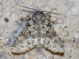 Soirée hétérocères à Cancale du 07/10/16 [Polymixis flavicincta, Leucochlaena oditis] Img_0010