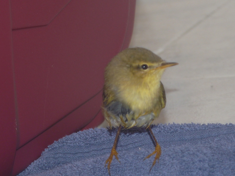 petit oiseau rescapé P1050714